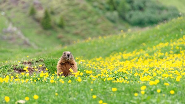 AlpineMarmot ROW3460263410 UHD