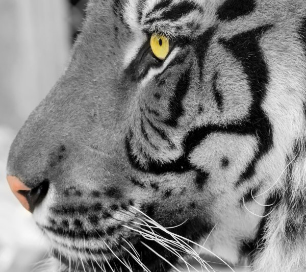 tiger