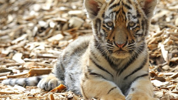 tigr-tigrionok-dikaia-koshka-detionysh-kotionok-mordashka-vz