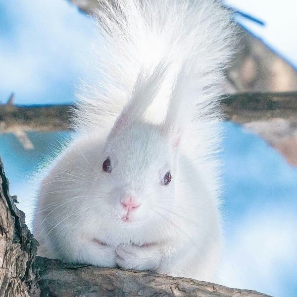 Белка