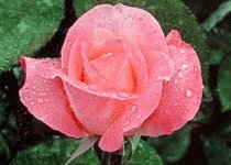 file_85274529