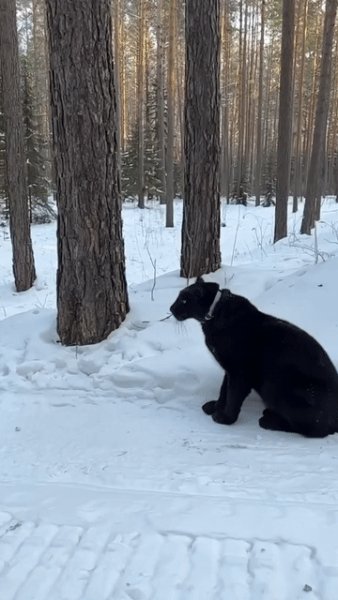 Прыжок
