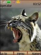 lynx- swf