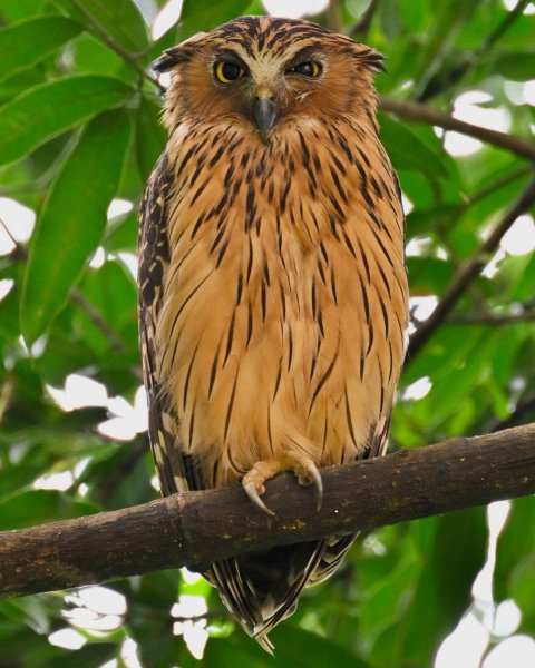 Малайский рыбный филин Buffy fish owl