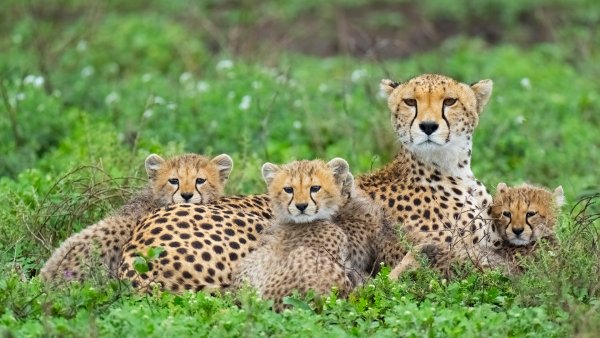 Lock2025-b57 wl cheetahstanzania 1373541504 1920x1080