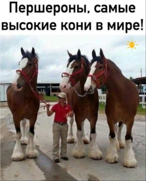 file_86398599