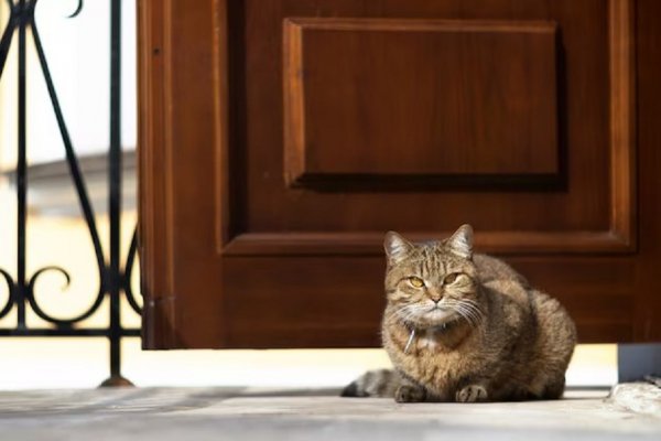 Кот на крыльце дома
