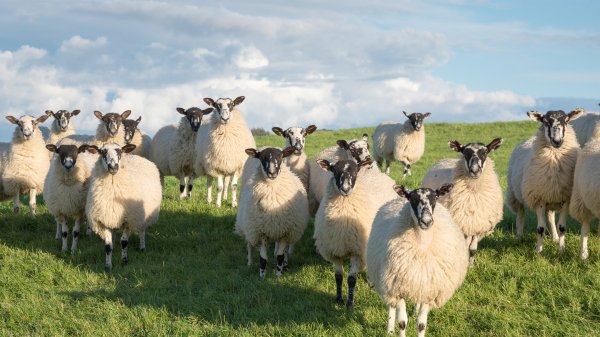 SheepCousins ROW2935792160 UHD