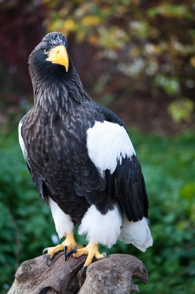 Haliaeetus pelagicus -Heidelberg Zoo, Germany-8a