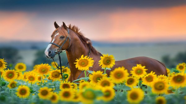 Sunflowers Premium 9
