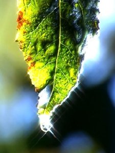 Aero Leaf Drip