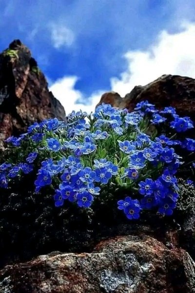 file_96269903