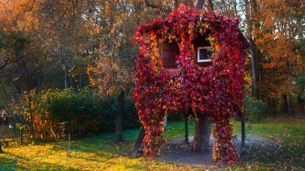 Treehouses Premium 6