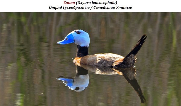 Савка (Oxyura leucocephala)