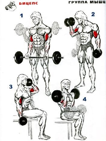 BICEPS1