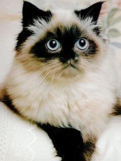 Кошечки