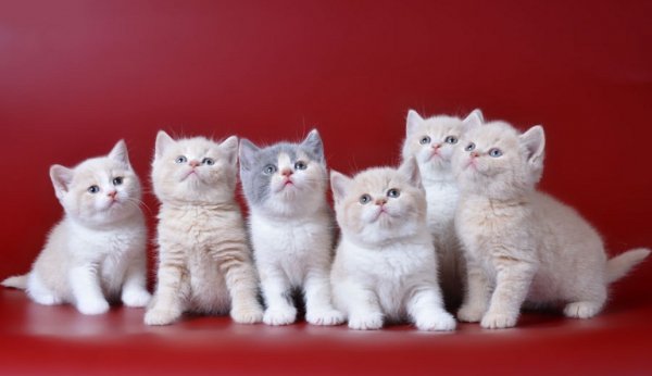 Котята...