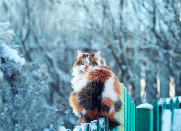 Koshka-pushistaia-vzgliad-na-zabore-zima