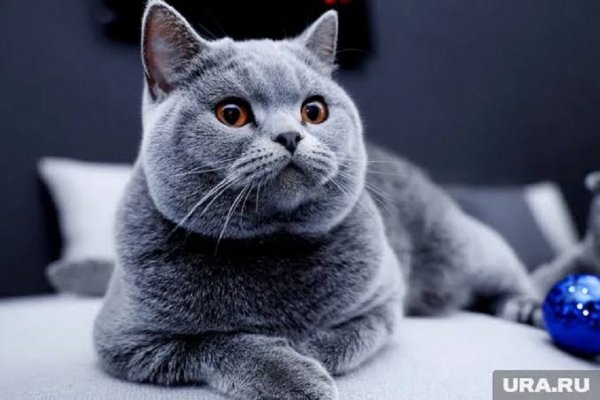 Кошка (2)