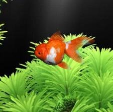 Red GoldFish