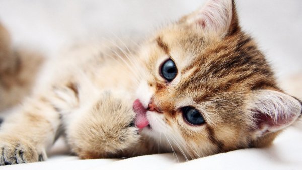 x1080-Cute-Cat-HD-Animal-Wallpaper
