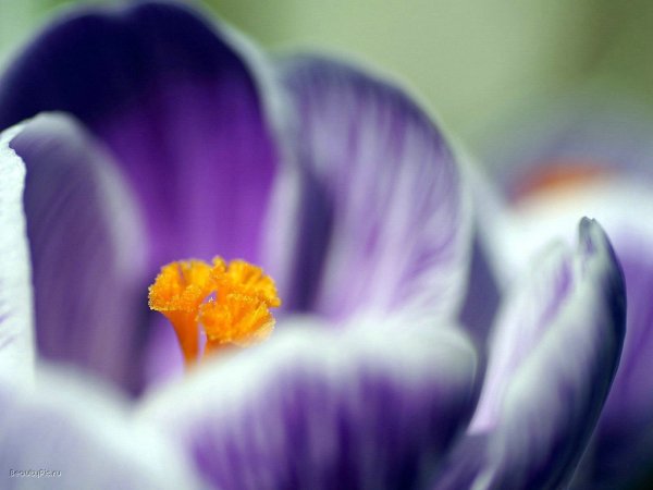 Image (59)