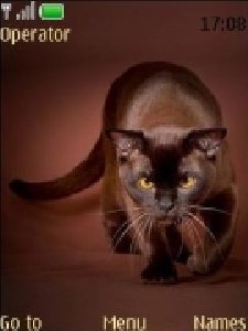 love-cats-15-by-mt