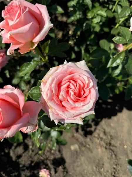 Фото 938