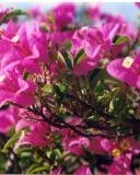 file_85384314