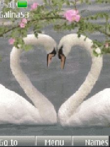 swan-love- -anim