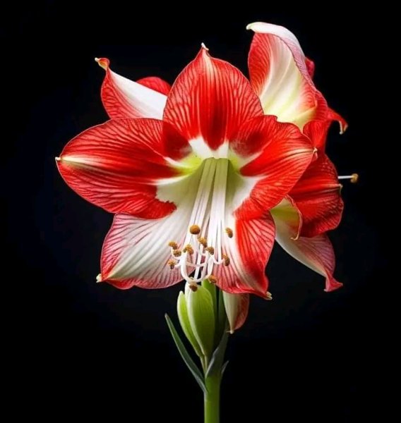 file_95695462