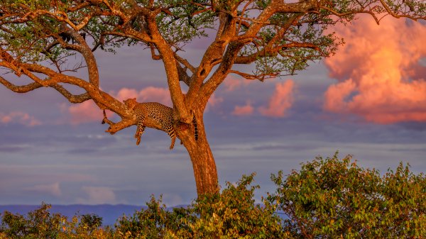 MasaiLeopard ROW2641665263 UHD