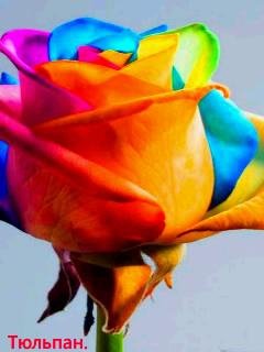 roza