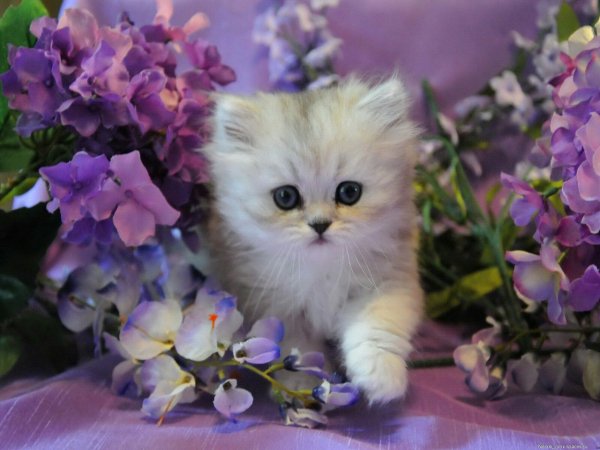 file_85431459