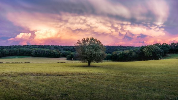 Pole-derevo-oblaka