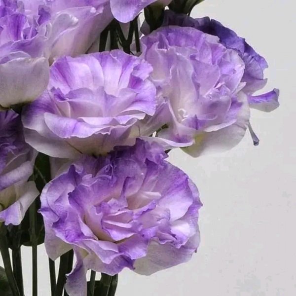 file_96291739