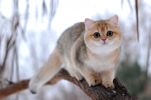 Кошка