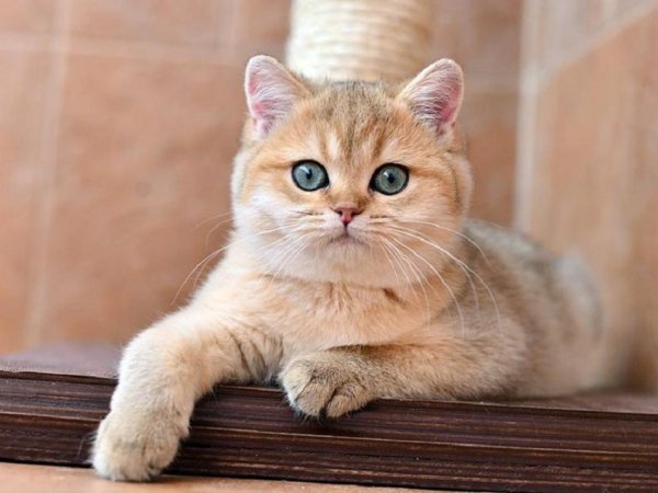 Кот