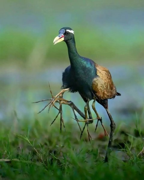 Бронзовокрылая якана Bronze-winged jacana
