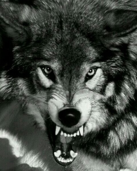 wolf