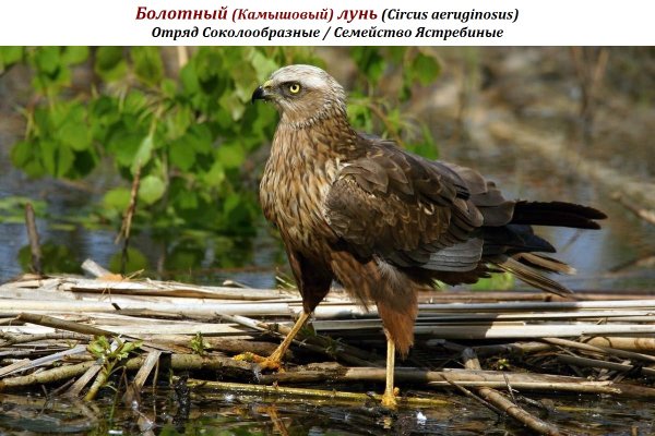 Болотный (Камышовый) лунь (Circus aeruginosus)