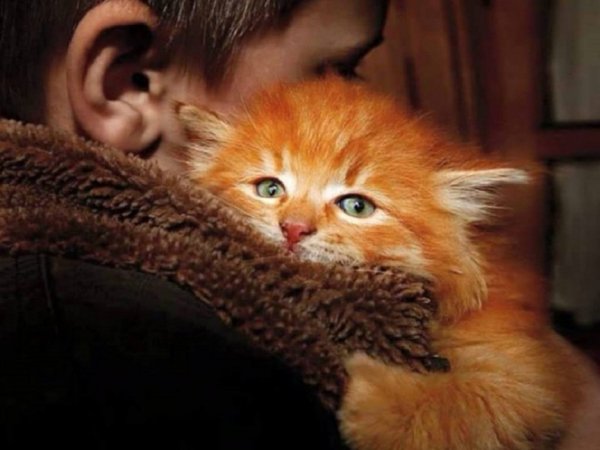 Рыжий котёнок