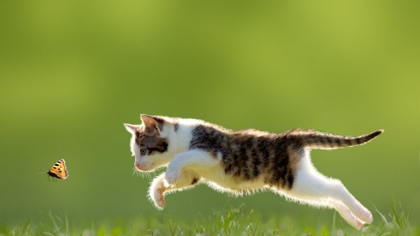 white and black tabby kitten cat baby animals nature 4k hd-38