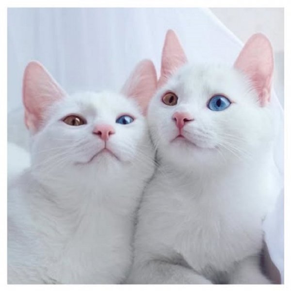 КОШКИ