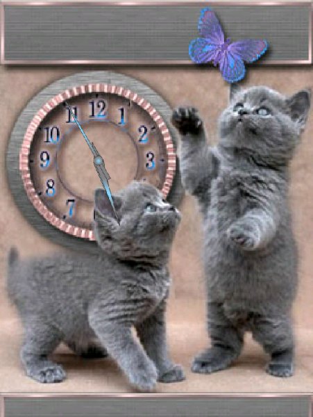 Котята