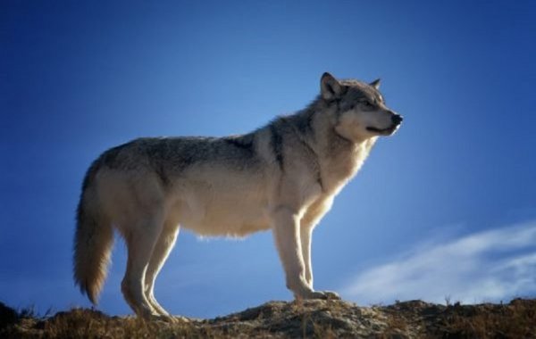 file_88904694