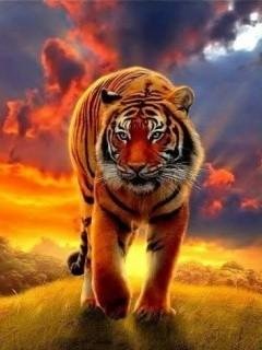 X2 Tiger