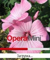 Pink flower splash Opera Mini by Storm