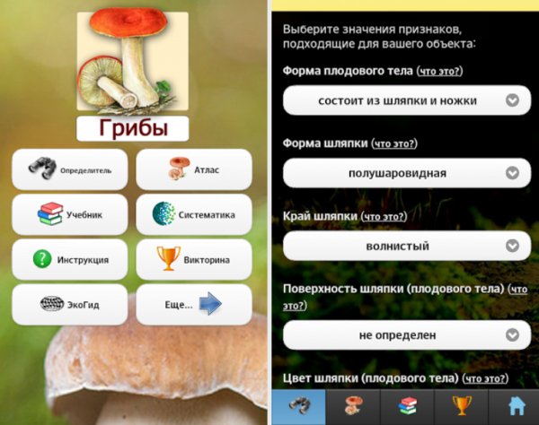 Грибы 3.03