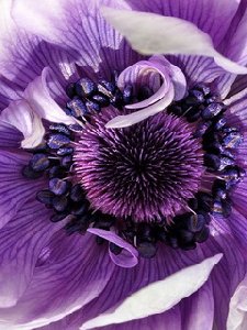 purpleflow h66vktic